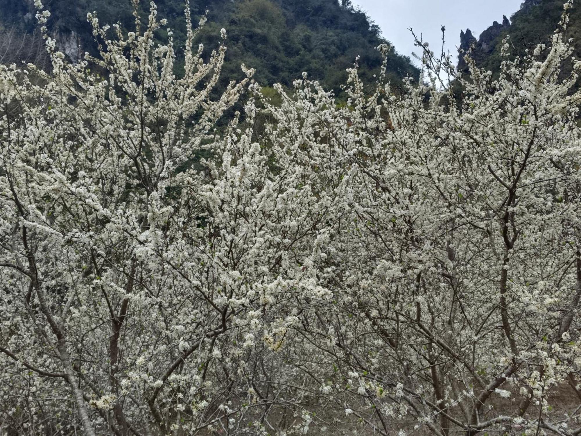 Quang Thuan Ban Gioc Homestay Cao Bang Dış mekan fotoğraf